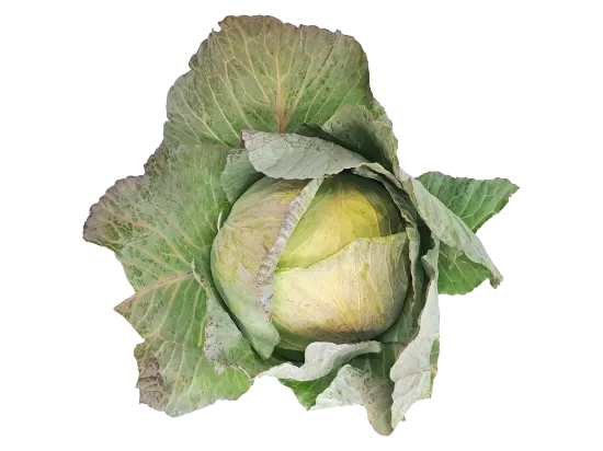 CABBAGE EACH